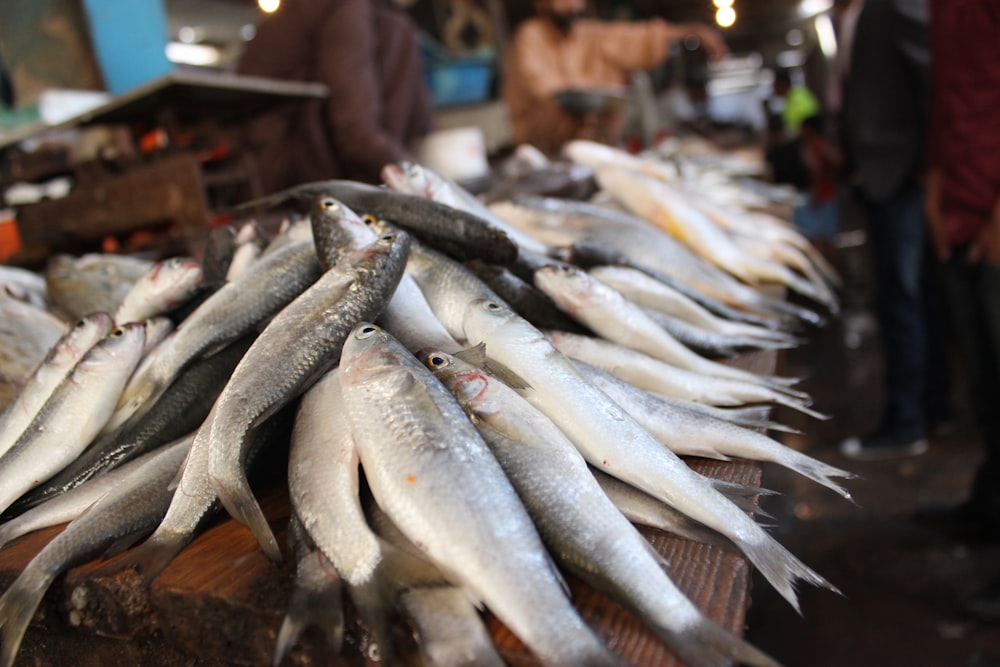 silver fishes on display during daytime