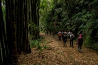 A group of people walking along a path in a dense forest. The forest is lush with tall bamboo and other greenery, and the path is covered with fallen leaves. The environment appears serene and immersive.