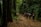 A group of people walking along a path in a dense forest. The forest is lush with tall bamboo and other greenery, and the path is covered with fallen leaves. The environment appears serene and immersive.