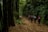 A group of people walking along a path in a dense forest. The forest is lush with tall bamboo and other greenery, and the path is covered with fallen leaves. The environment appears serene and immersive.