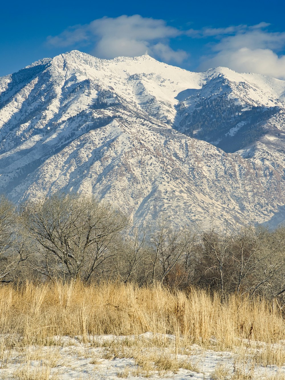 bare trees near snow covered mountain during daytime