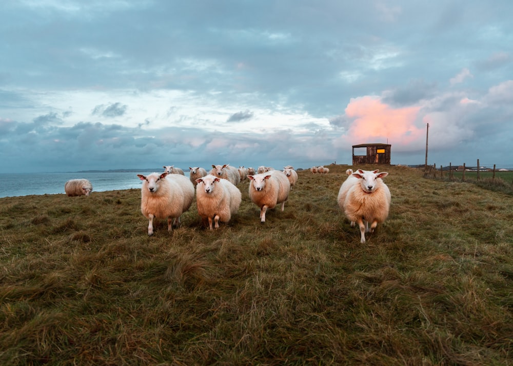 herd of sheep on green grass field under white clouds and blue sky during daytime