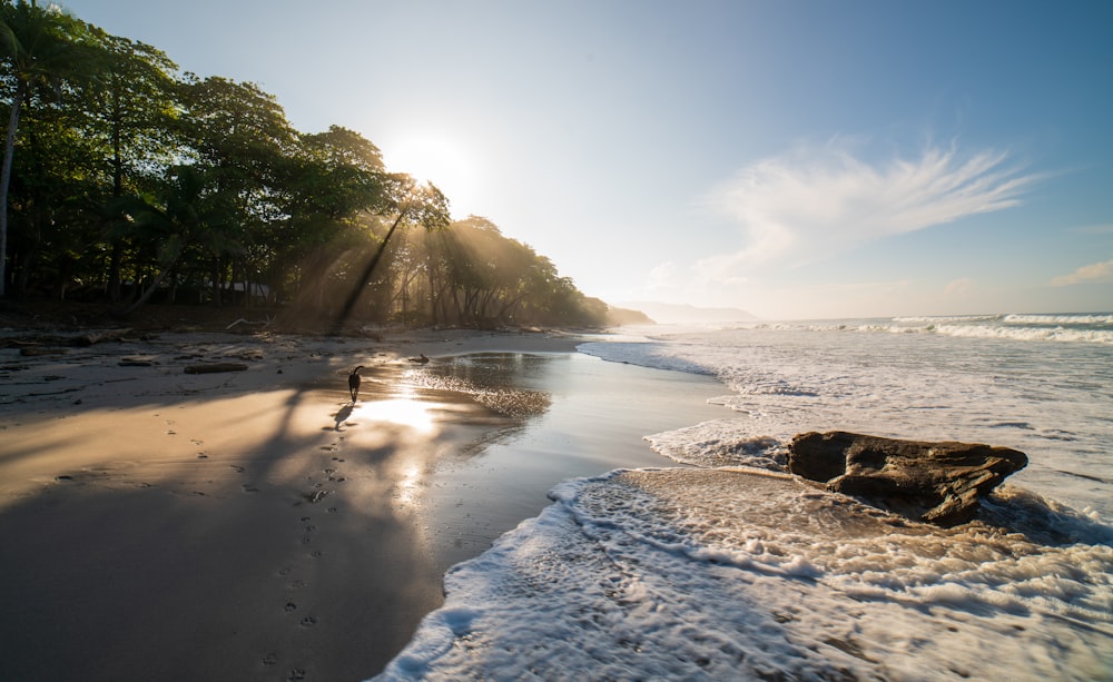 green trees on white sand beach during daytime