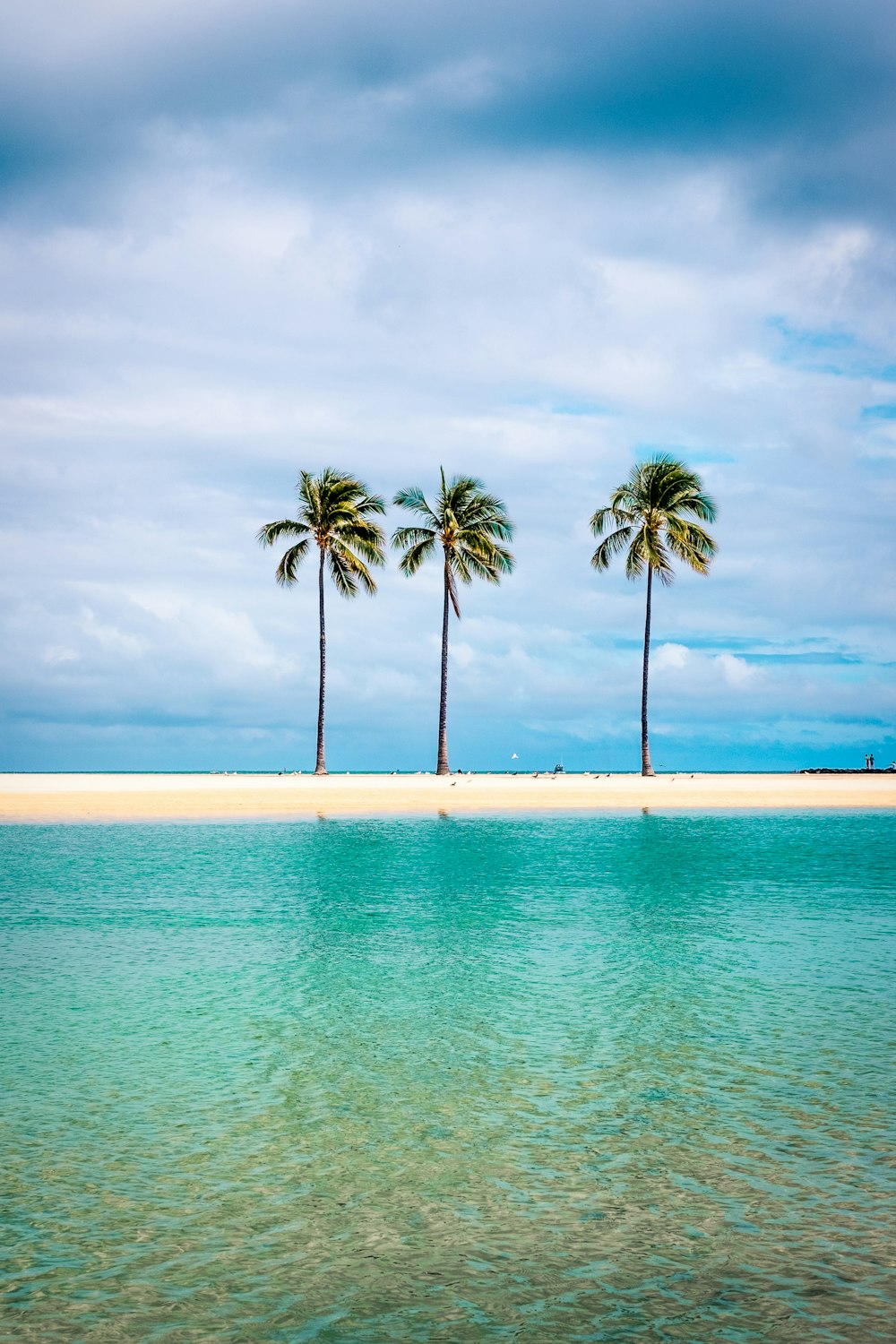 palmeiras na costa da praia sob o céu nublado durante o dia
