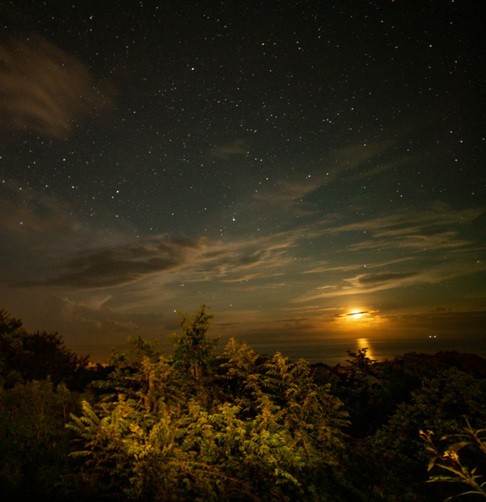 green trees under blue sky during night time