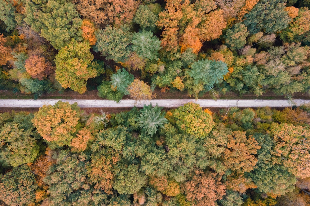 green and brown trees during daytime