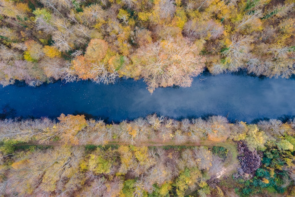 green and yellow trees beside river during daytime