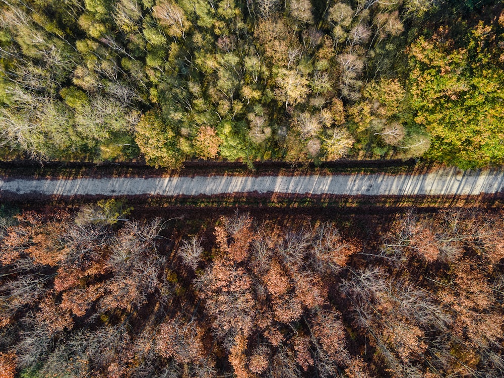 aerial view of green trees during daytime