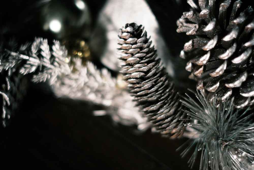 white and silver pine cone