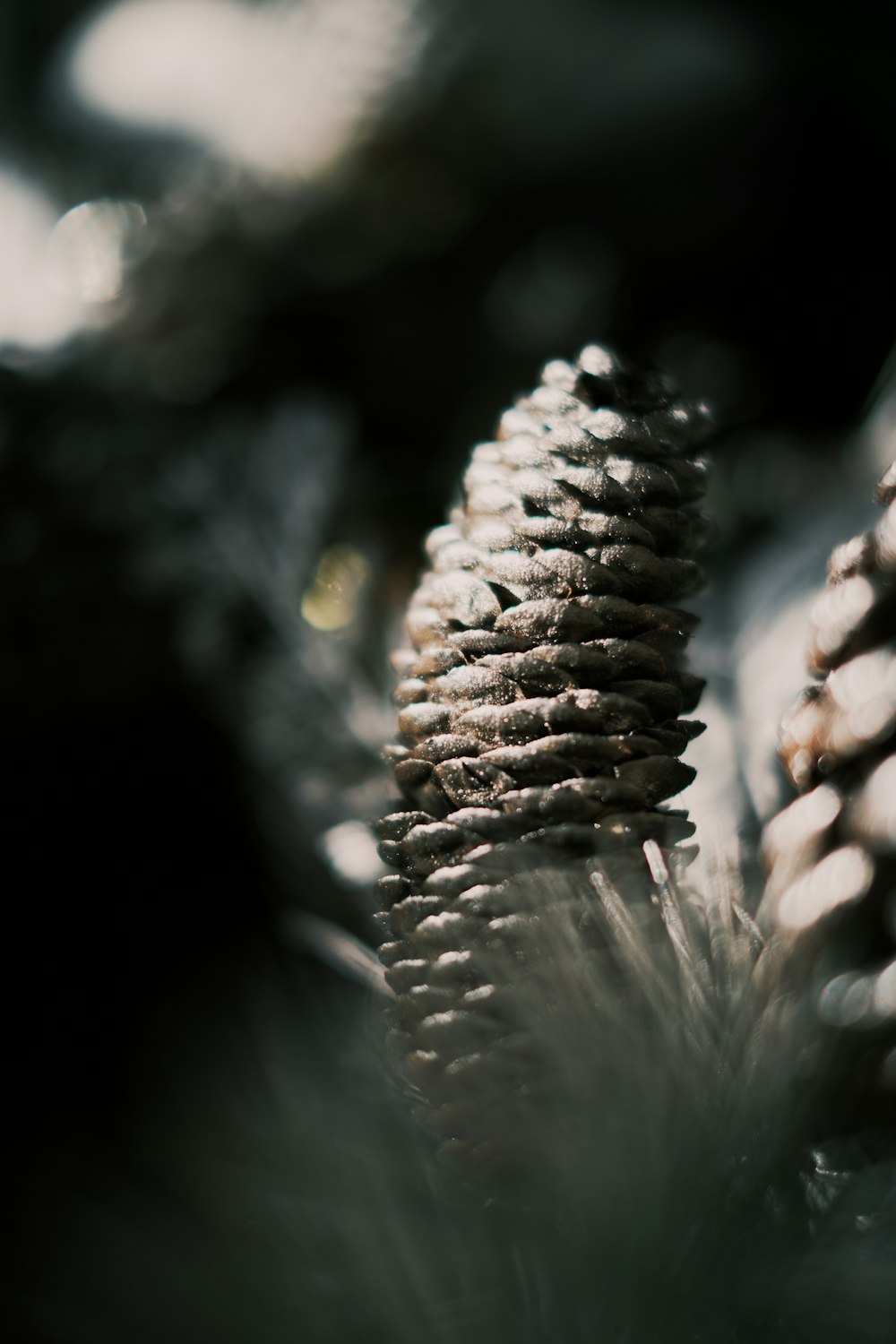클로즈업 사진의 회색 식물