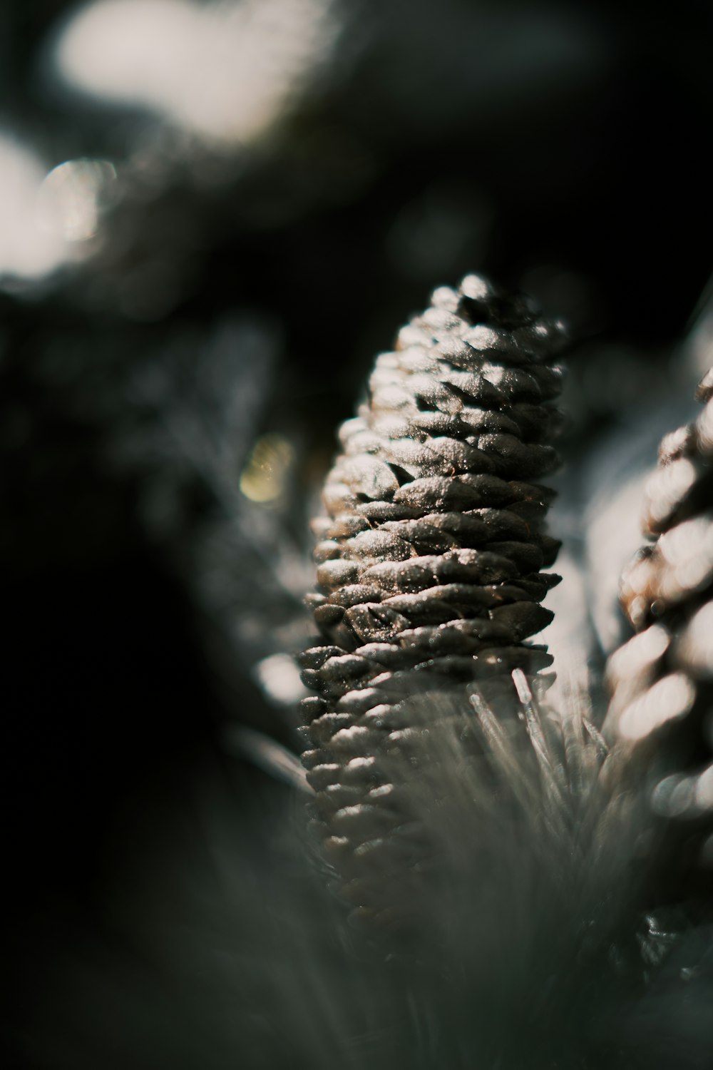 gray plant in close up photography