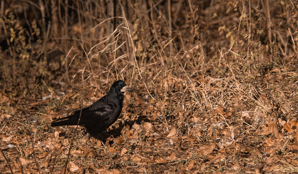 black bird on brown dried leaves during daytime