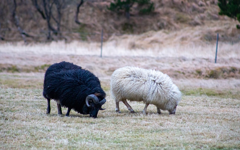 white and black sheep on green grass field during daytime