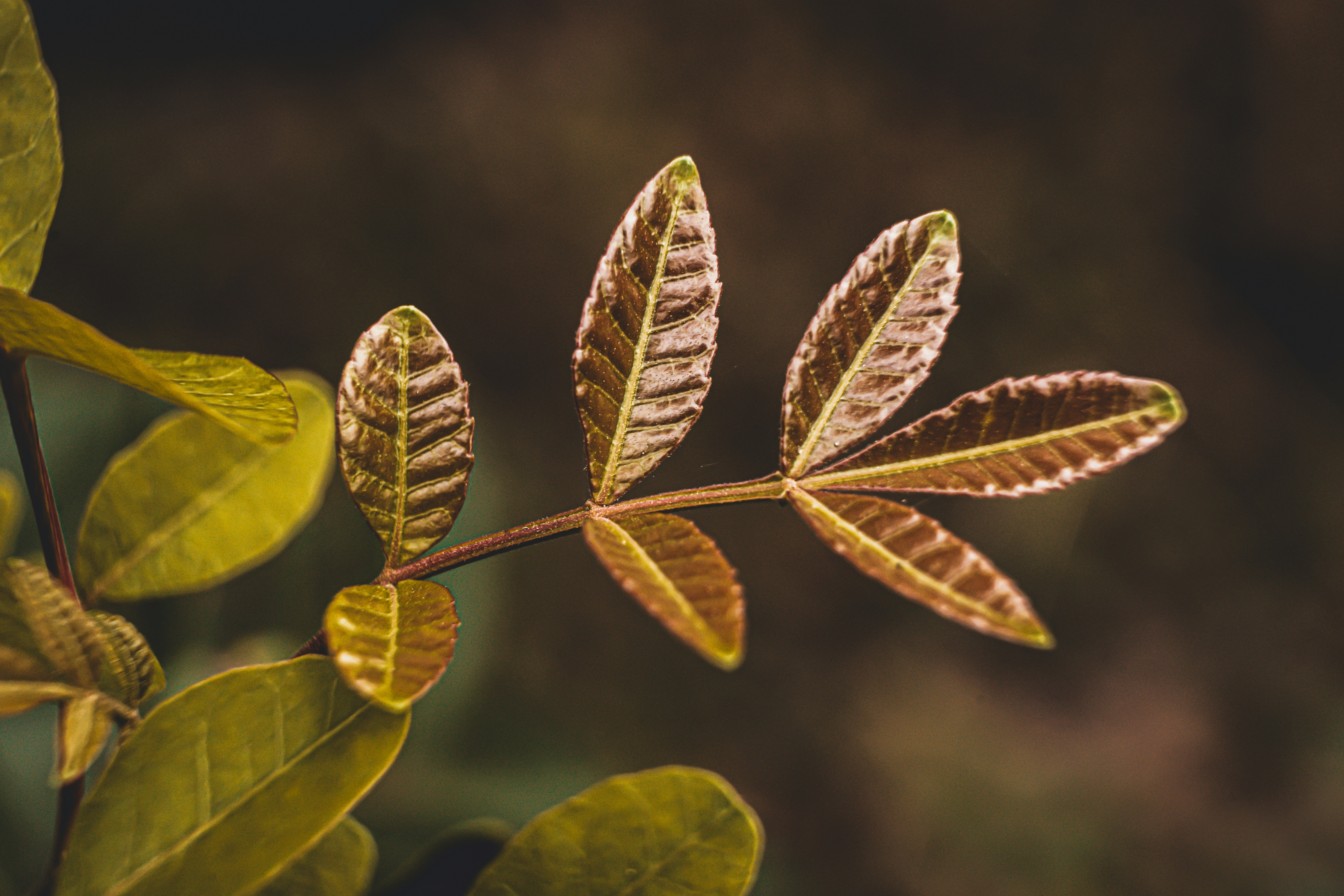 Photo by marcusurbenz