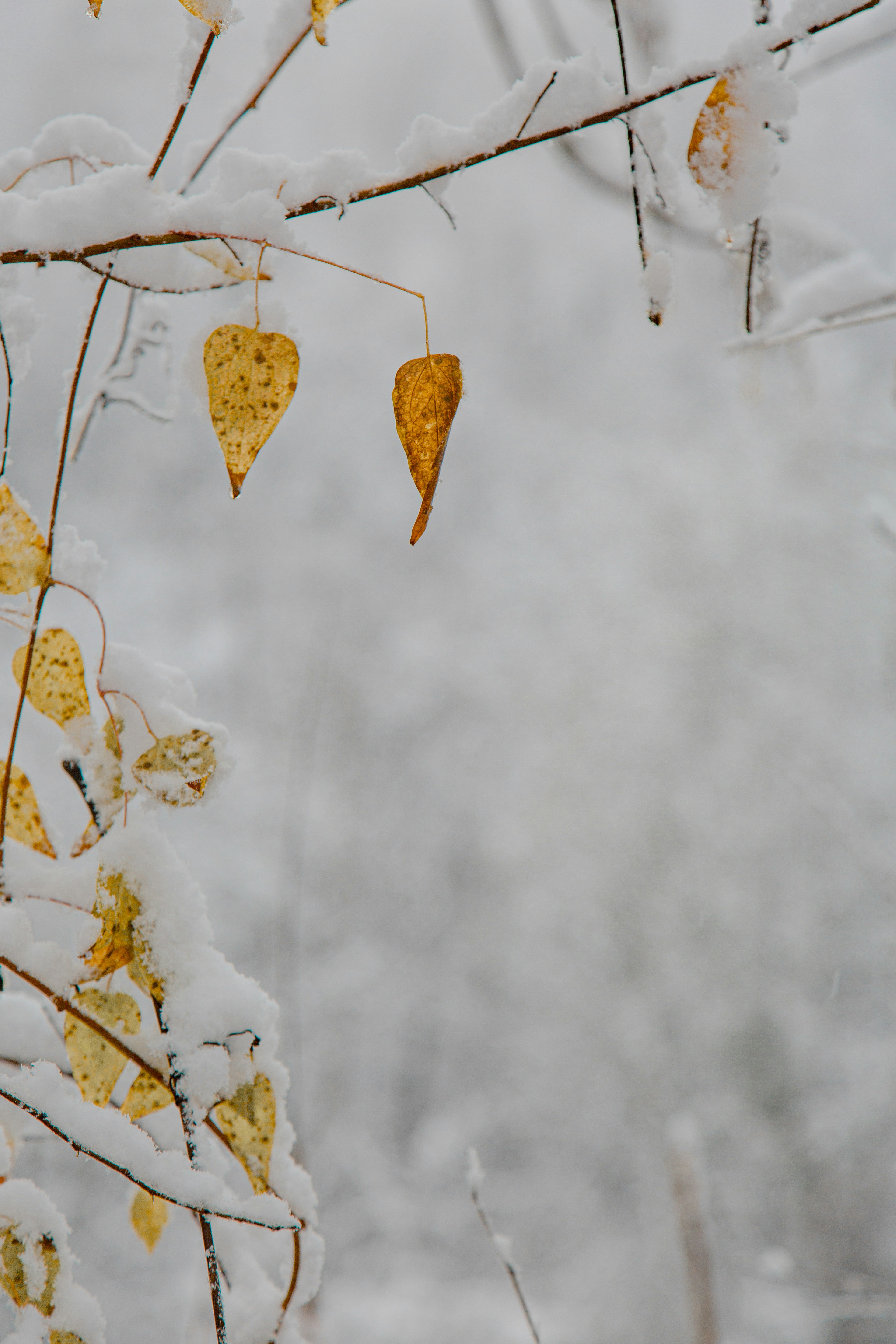 Photo by i_am_simoesse