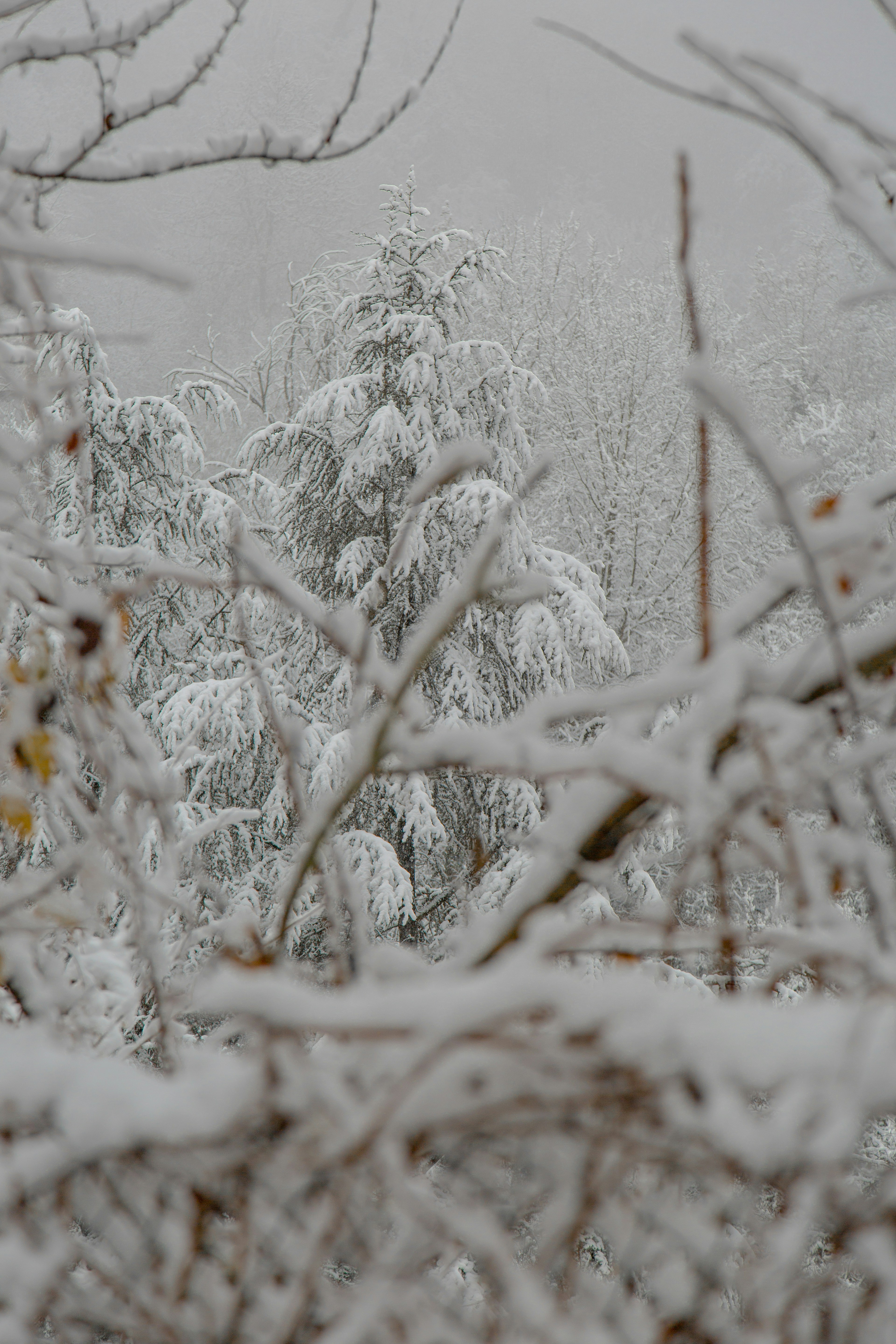 Photo by i_am_simoesse