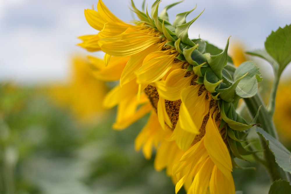 yellow flower in tilt shift lens