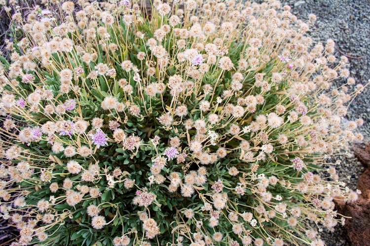 These plants live in the rocky heights of the El Teide volcano on Tenerife.