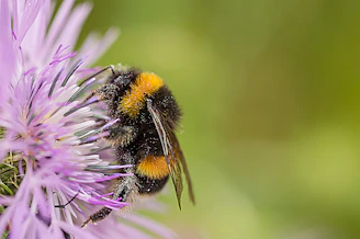 black and yellow bee on purple flower