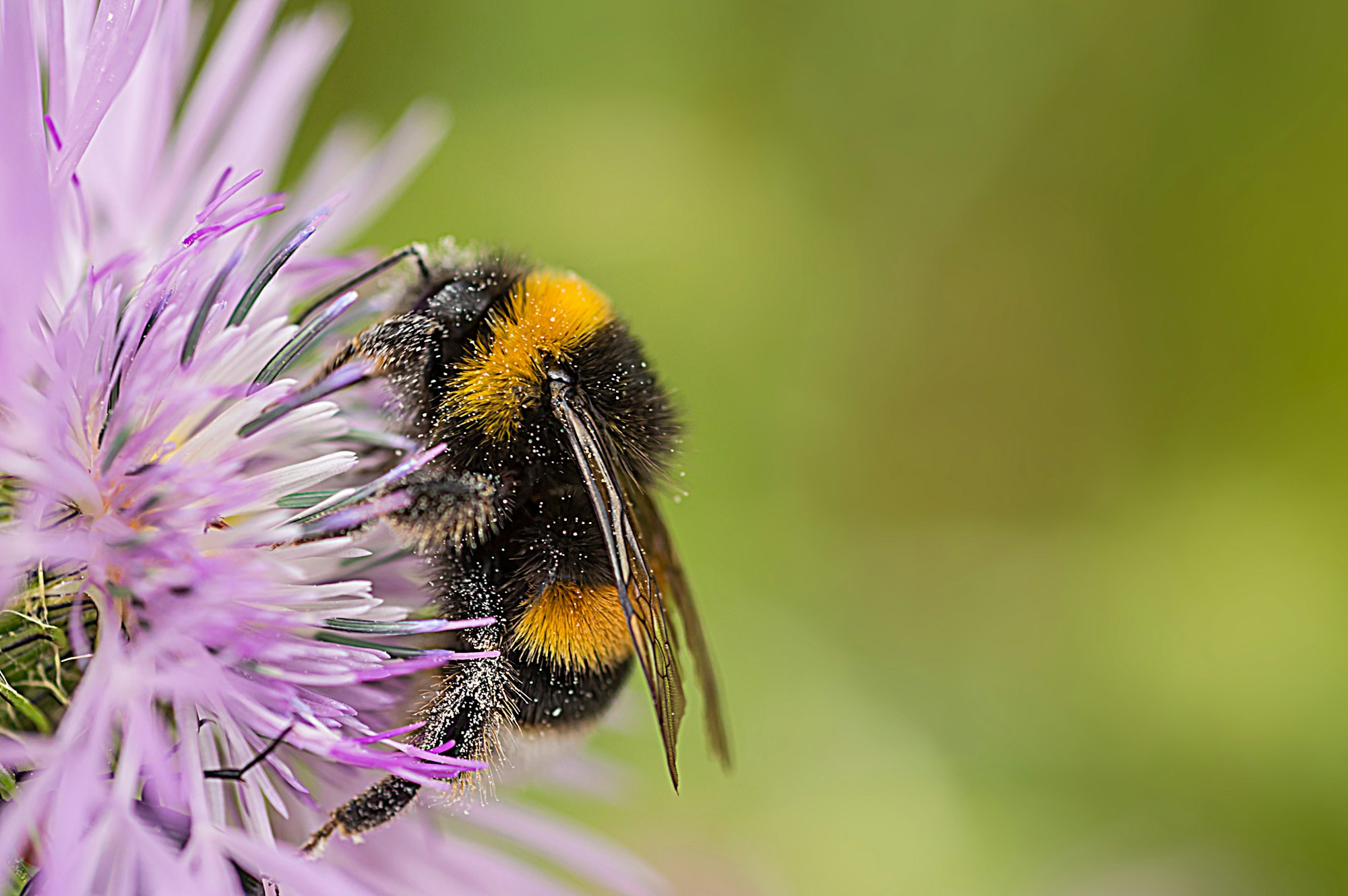 Bumblebee-bee-lets-save-the-bees-Zangao