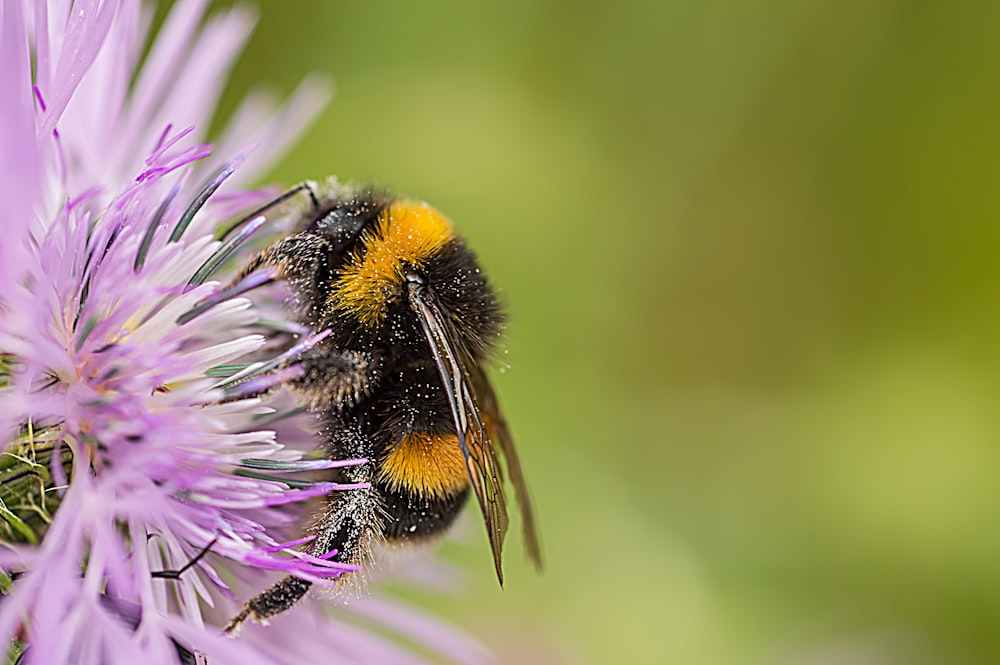 abeille noire et jaune sur fleur violette
