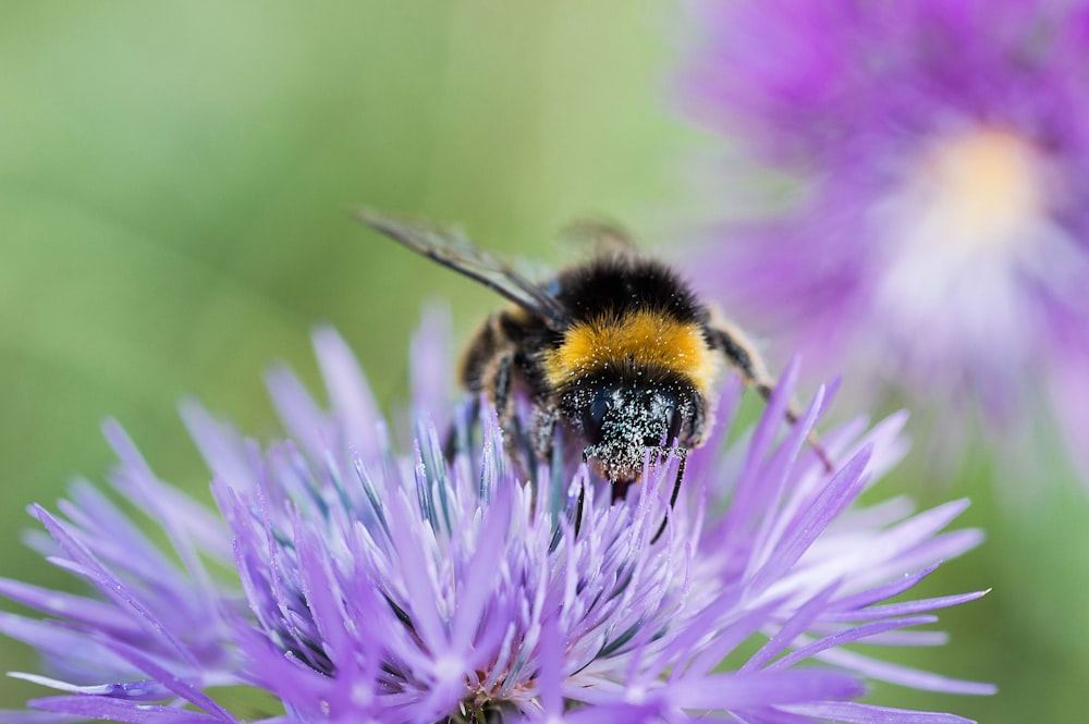 Schwarze und gelbe Biene auf lila Blume