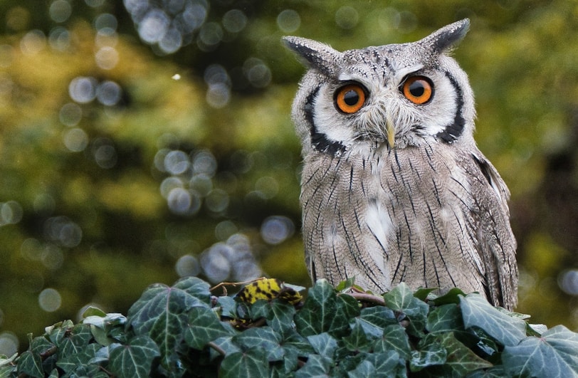 owl on green plant during daytime