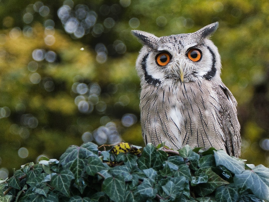  owl on green plant during daytime owl