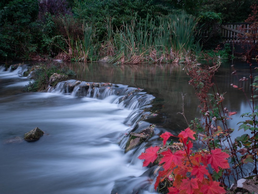 water falls in the middle of green plants