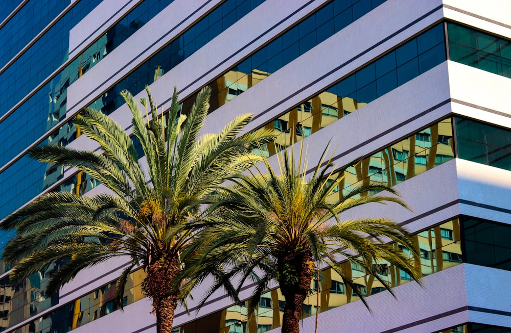 green palm tree near white concrete building during daytime
