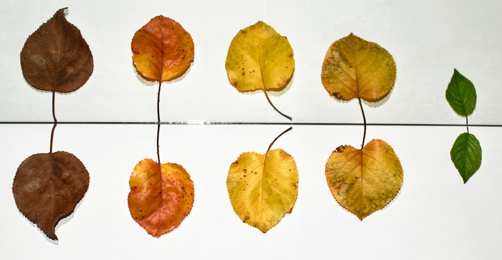 yellow and brown leaves on white ceramic tiles