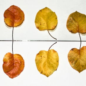 yellow and brown leaves on white ceramic tiles