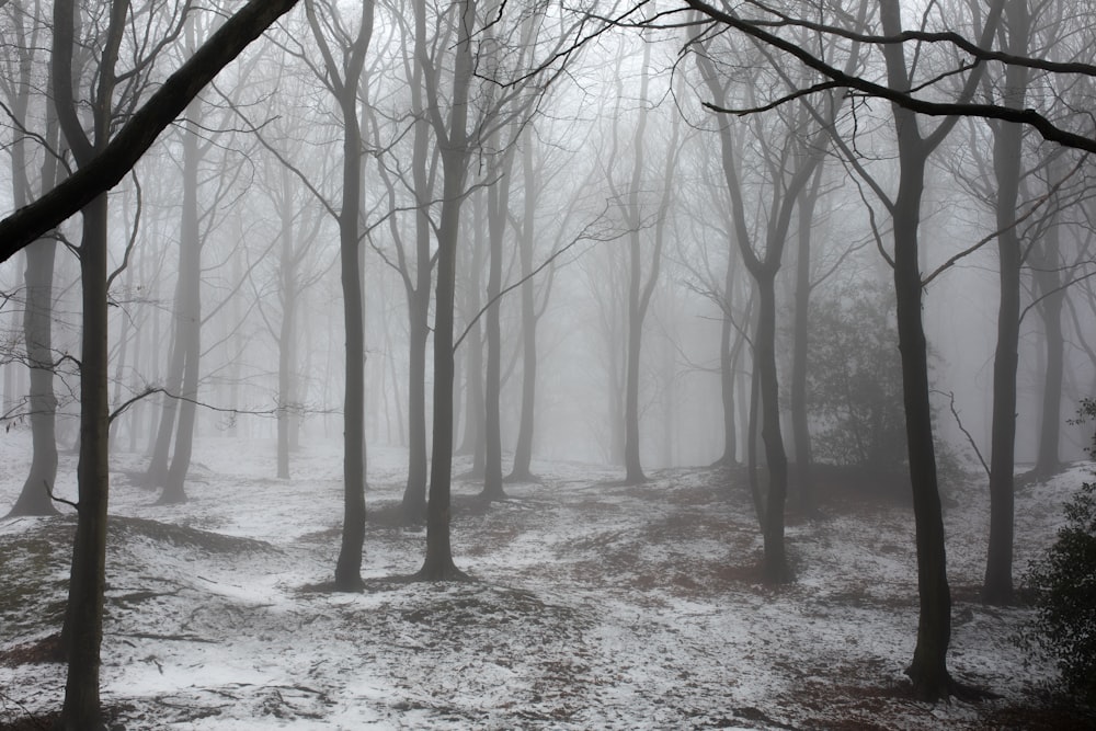 leafless trees covered with snow