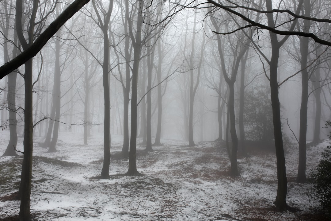 leafless trees covered with snow