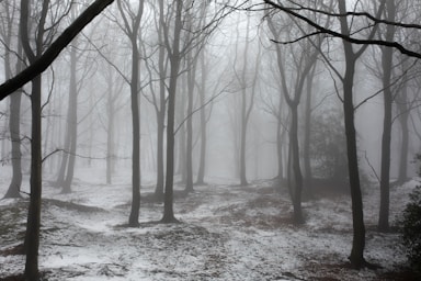 backgrounds for photo composition,how to photograph trees in snow and fog; leafless trees covered with snow