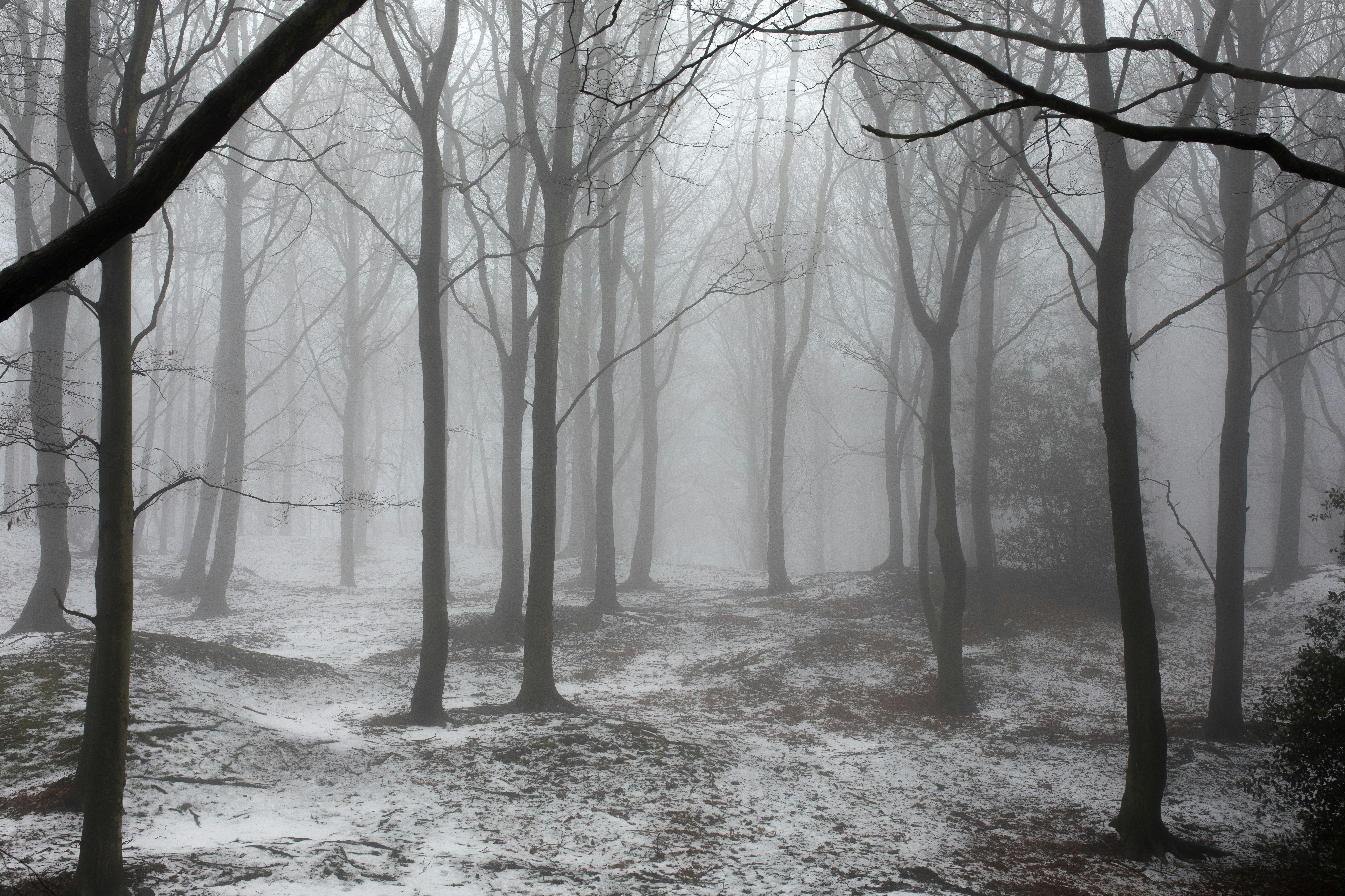 great photo recipe,how to photograph trees in snow and fog; leafless trees covered with snow