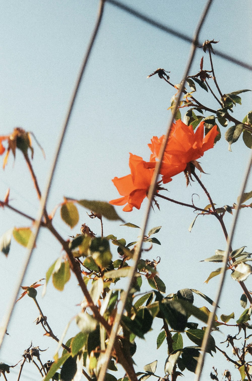 red flower on green leaves