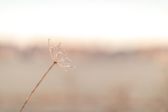 white dandelion in close up photography