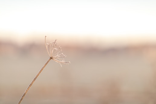 white dandelion in close up photography