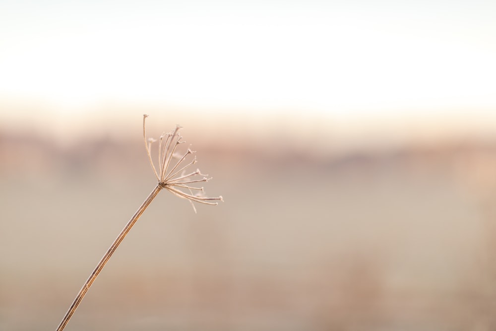 white dandelion in close up photography