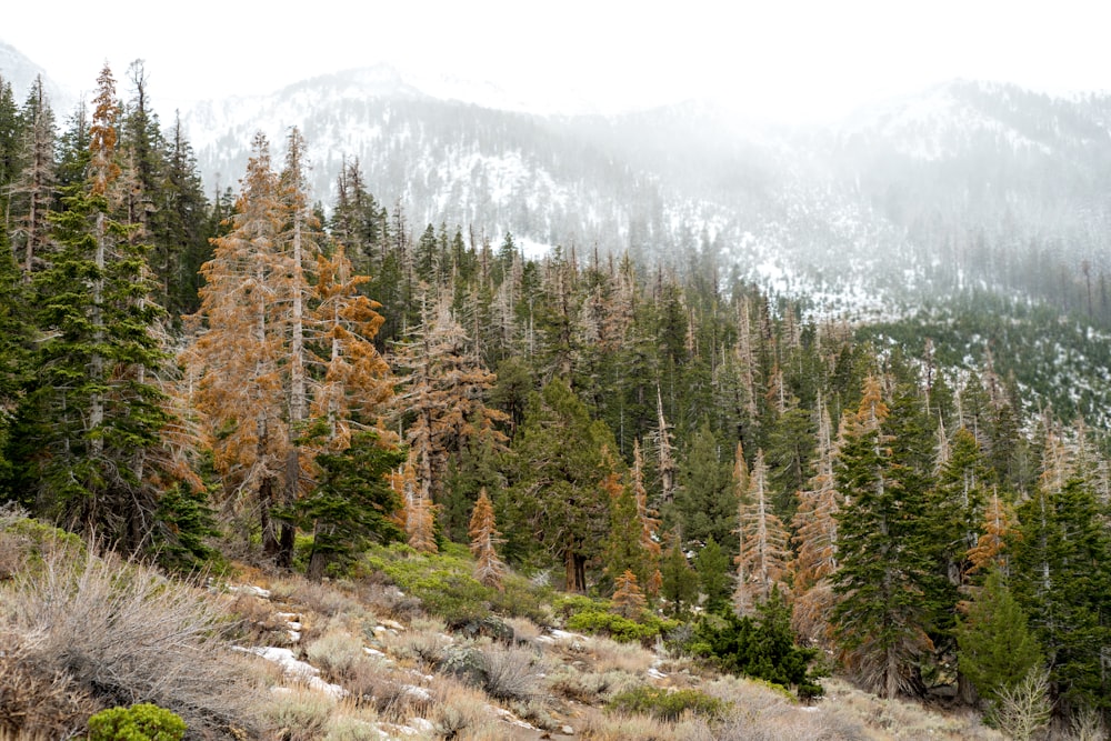 green pine trees on mountain during daytime