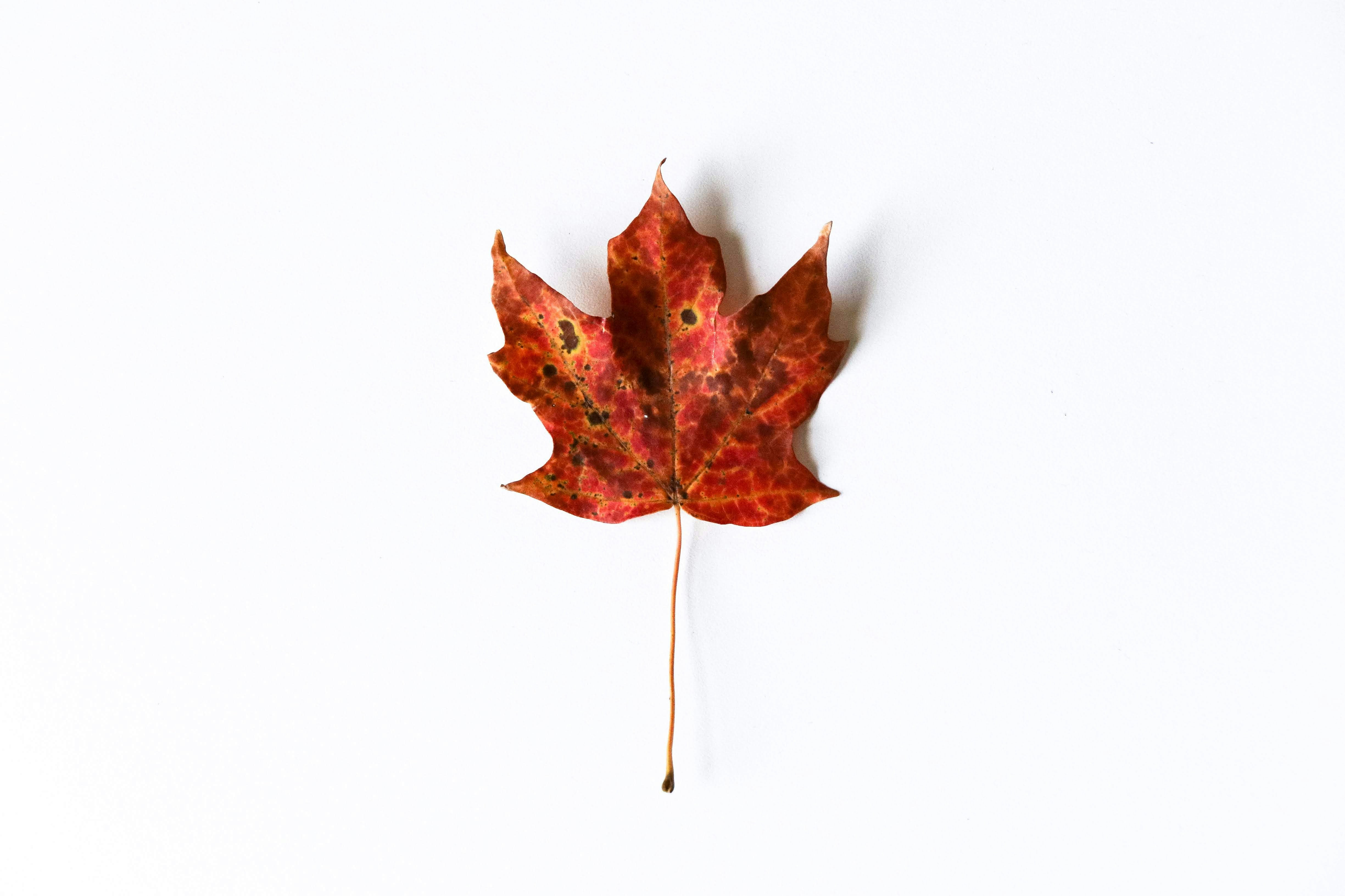 red maple leaf on white background