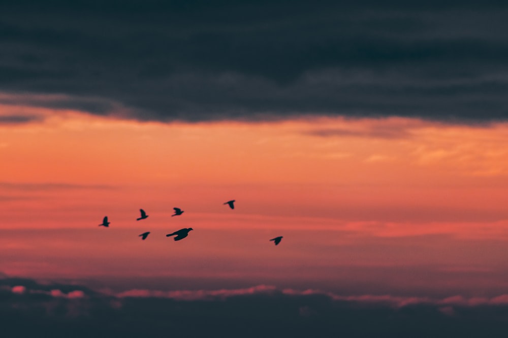 birds flying under blue sky during daytime