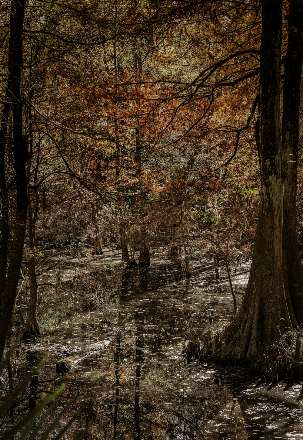 persona che cammina sulla foresta durante il giorno