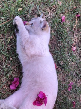 A light-colored cat is lying on its side on a patch of grass, surrounded by and partially covered with vibrant pink flowers. The cat appears relaxed and content, possibly playing with or clutching one of the flowers with its front paws.