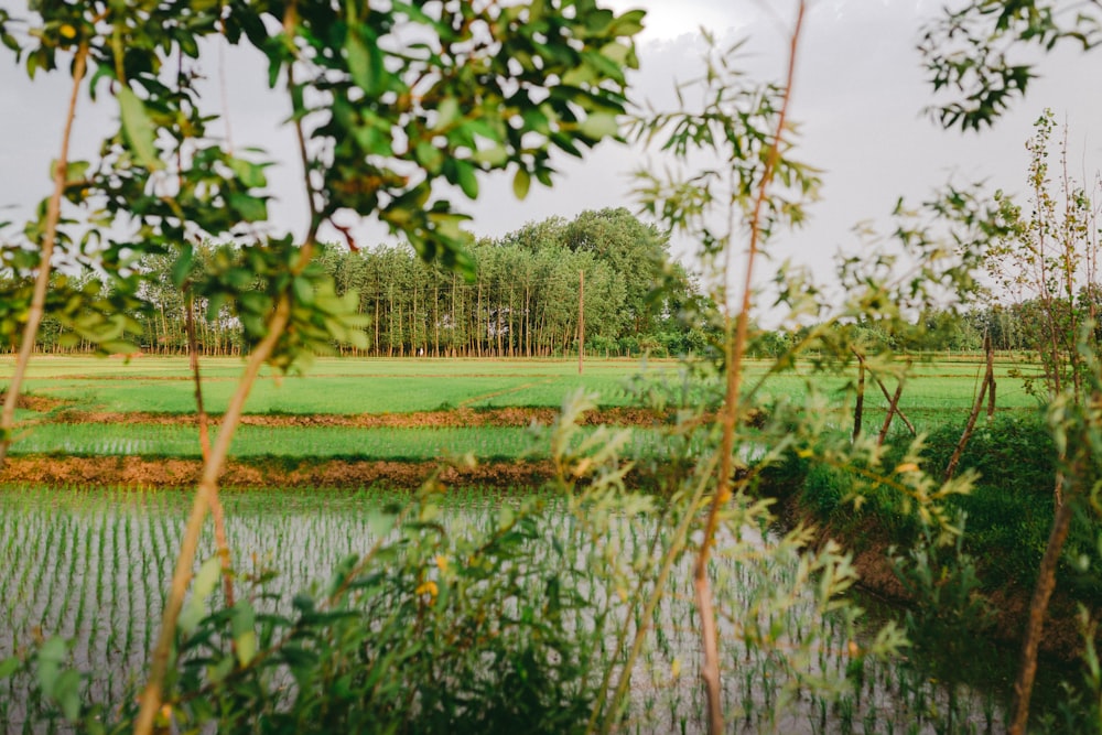 campo di erba verde vicino al lago durante il giorno