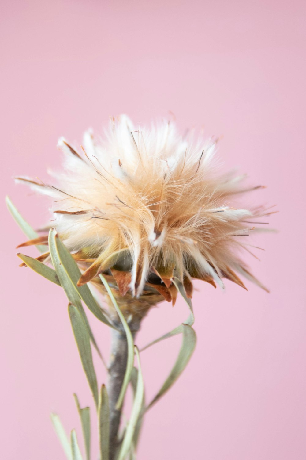 white dandelion in close up photography