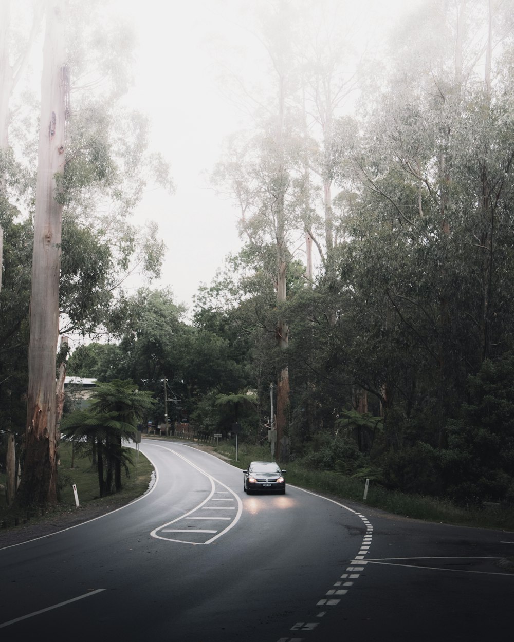 black car on road between trees during daytime