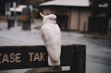 white bird on black wooden signage