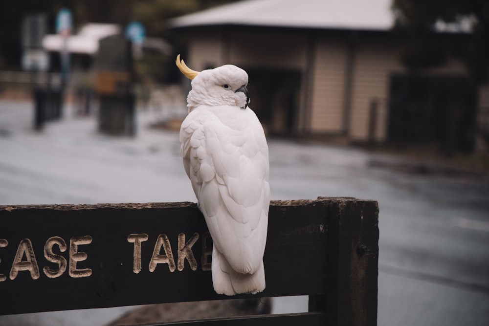 white bird on black wooden signage